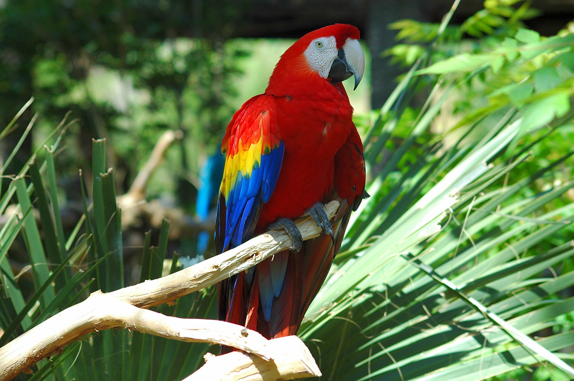 colorful macaw